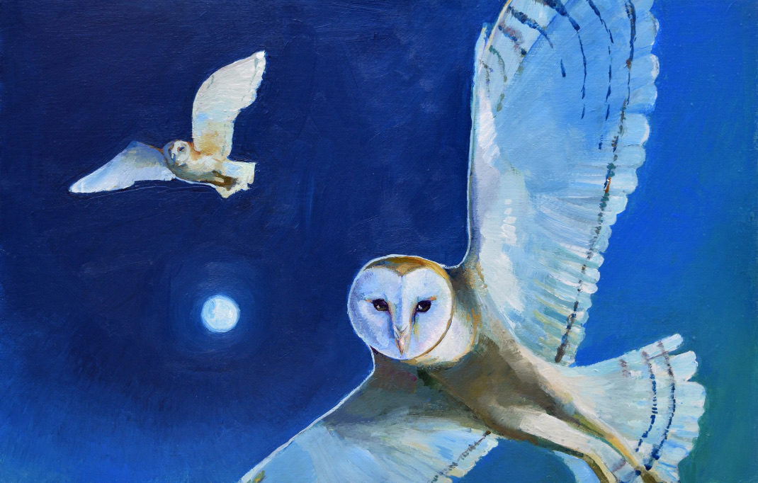 Barn Owls on the Hunt